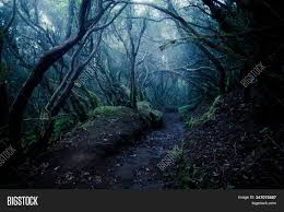 Black and white winter forest, foggy background, leftover leaves on branches and ground. Dark Foggy Forest Path Image Photo Free Trial Bigstock