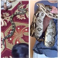 We did not find results for: Amazing Exotic Pets Dxb Home Facebook