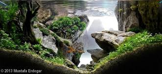 Terdapat beberapa jenis ikan yang bisa dipelihara di aquascape. Pin On Gardens Aquascaping