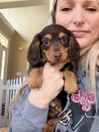 Introduction of a new Dachshund mom and her dog Buck