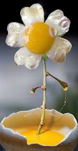 Egg Flower Food Humor Food Art Food Sculpture