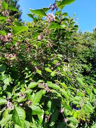 Image result for Allophylus natalensis