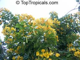 Image result for Senna floribunda