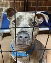 19530 cochran blvd, port charlotte, fl 33948. Pets Of The Week Charlotte County Florida Weekly