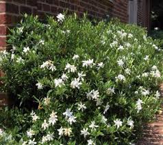 Image result for Gardenia