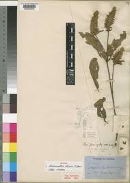 Image result for Neuracanthus africanus