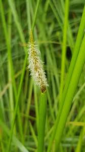 Image result for Eleocharis limosa