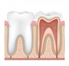 Denta health insurance doesn't cover dental procedures but a dental insurance plan ca. Dental Pulp Trivia What Is Dental Pulp And Why Is Root Canal Therapy Sometimes Necessary