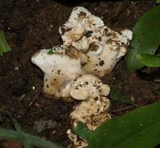 Plant white fungus are one of the most widely sold organic foods across most parts of the world, especially in asia and the united states. Fungal Lifeforms In Our Garden
