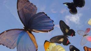 Favorite butterflies in stomach quotes. Butterflies In My Stomach On Tumblr
