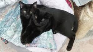 Find black kittens pictures and black kittens photos on desktop nexus. Danish Couple Adopts Black Cats From 4 800 Miles Away
