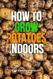 How To Grow Potatoes Indoors Growing Potatoes Easy Vegetables To Grow Home Grown Vegetables