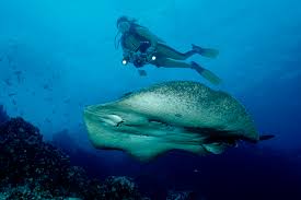 Cocos island national park encompasses the entire island, protecting its lands and waters. Tauchen Cocos Costa Rica Schoner Tauchen