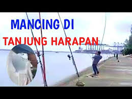 Setelah selesai dia siapkan kamipun makan sahur bareng, sedang istriku ketika ku berusaha membangunkannya dia. Mancing Di Tanjung Harapan Mancing Ikan Daun Baru Youtube