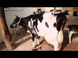 Hf Cows For Sale In Kerala Ph Whatsapp 07639280888 Youtube Cows For Sale Hf Cow Jersey Cow