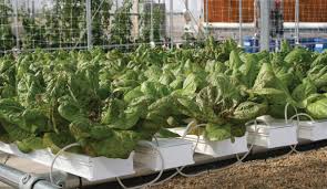 If you want to dive in deeper, you'll find an overview of how to grow food hydroponically at home, and some resources to help you take the next step, here. Four Tips To Success In Hydroponic Growing Greenhouse Product News