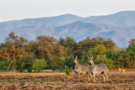 People may be riding on them too, or they may appear as. 10 Places Where Zebras Live In The Wild