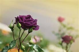 Maybe you would like to learn more about one of these? The Meaning Of Dark Purple Roses That Ll Make You Love Them More Gardenerdy