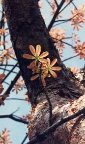 Image result for Strombosiopsis