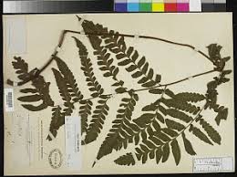 Image result for Triplophyllum