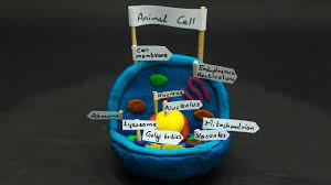 My son&#039;s 3d animal cell model … | pinteres…. Animal Cell Model Project For School School Science Experiments