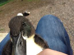 Once they have left the tree and made their way back to water, the father will return to the family and help to protect the ducklings. Black Swedish Duck Feather Color Backyard Chickens Learn How To Raise Chickens