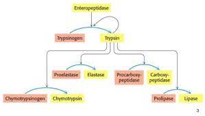 Learn vocabulary, terms and more with flashcards, games and other study tools. 36 Proteolytic Enzymes Of The Digestive Tract Secretion Activation Absorption Of Amino Acids And Peptides Degradation Of Proteins Flashcards Quizlet