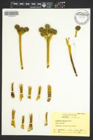 Image result for Afrosciadium rhodesicum