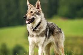 Chien Loup Tchecoslovaque En 2020 Races De Chiens Chien Loup Chien