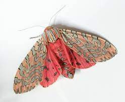 Painted Tiger Moth From Arches National Park This Could Be My Color Palette Insects Moth Tiger Moth