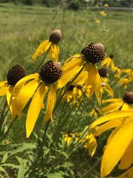 Here are a few types to consider: How Prairie Plants Disperse Seed Dickinson County Conservation Board