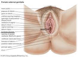 Hymen - Pictures - Structure - Intact - Relevance Virginity?