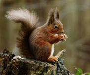 Nature Sprouts: Feelin' Squirrely!