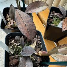 Image result for Oeceoclades saundersiana