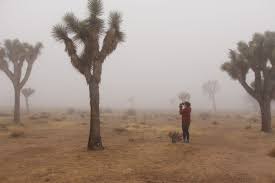 The park encompasses nearly 800,000 acres (320,000 hectares) of the mojave and colorado deserts, conserving two separate desert ecosystems at different altitudes. Basic Information Joshua Tree National Park U S National Park Service