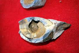 Marine Fossils on the Roof of the World: Why Seashells Are Found on Mount  Everest