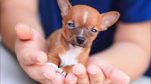 Teeny tiny in form, yet big in courage, the chihuahua makes for a great watch dog, sounding the alarm with his mighty bark and devoted companion have a chihuahua that needs a new home? Free Chihuahua Puppies Cheap Online
