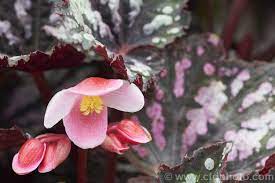 The Flowers Of A Painted Leaf Begonia King Begonia Begonia Rex A Rhizomatous Species Native To Assam Notable For Its Heavily Ve Begonia Photo Farm Gardens