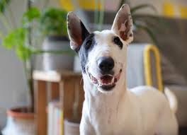 Image result for bulteriér