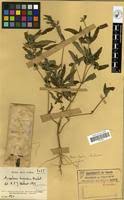 Image result for Pogonospermum ciliatum