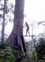 Image result for Triplochiton zambesiacus