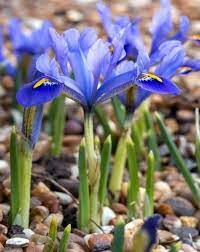 Pin On Flower Garden