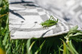Some ways to get rid of them. 5 Ways To Get Rid Of Crickets In Your House Croppmetcalfe