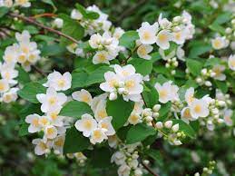 Small evergreen shrubs that offer 'year round interest'. Choosing The Best Low Maintenance Shrubs For Your Garden Saga