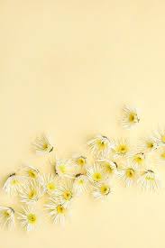 This Image Contains White Florals On A Soft Yellow Background Yellow Aesthetic Pastel Floral Stock Images Styled Stock Photography