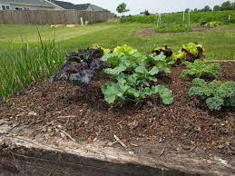 Choose an open, level area with good drainage. How To Start A No Till Garden A Complete Step By Step Guide Do Not Disturb Gardening