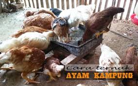 We did not find results for: Modal Kecil Untung Besar Begini Cara Ternak Ayam Kampung Untuk Pemula Berita Pertanian Mitalom