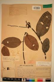 Image result for Landolphia owariensis