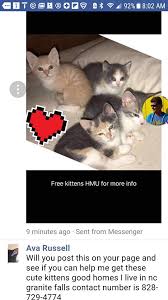 Finding your cat online could be just a few clicks away, or it may take some it might be difficult to find a kitten online that's near where you live. Free Kittens To Good Home Home Facebook