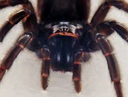 How long can spiders live under water? Sydney Funnel Web Spider Atrax Robustus